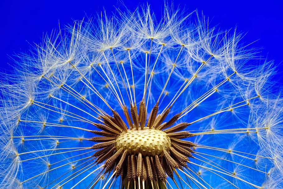 macro photography of white flowers, nature, dandelion, close up HD wallpaper