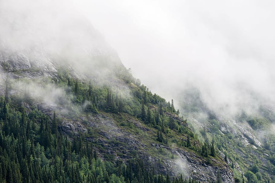 green mountain, conifers, fir trees, fog, foggy, forest, hazy