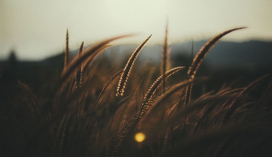 closeup up photography of brown fountain grasses, wheat field HD wallpaper