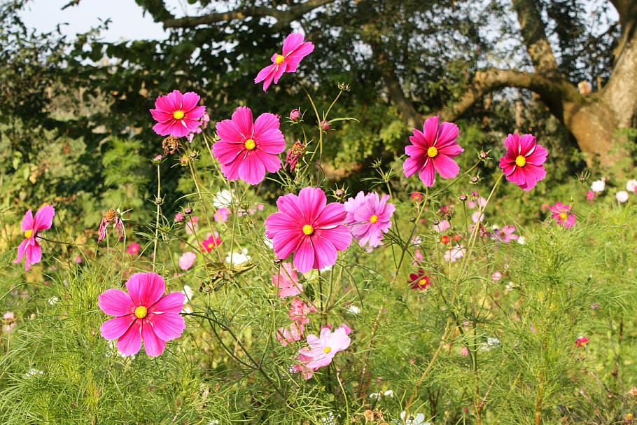 Nature, Spring Flowers, pink color, flower head, plant, no people HD wallpaper