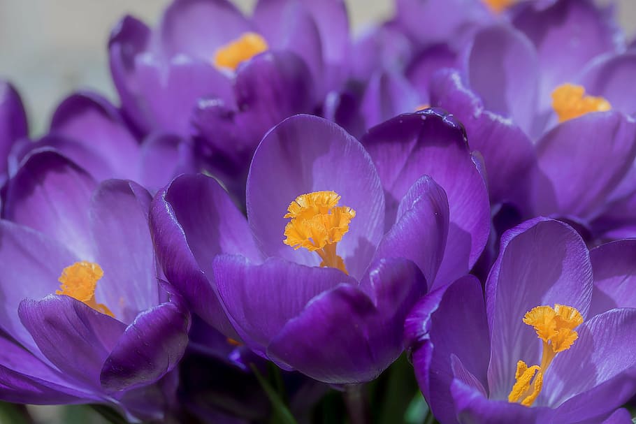 purple flowers, crocus, spring, bühen, blossom, bloom, spring flower, HD wallpaper