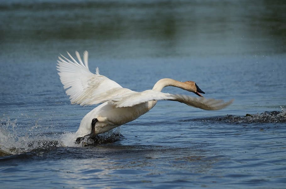 trumpeter swan flying