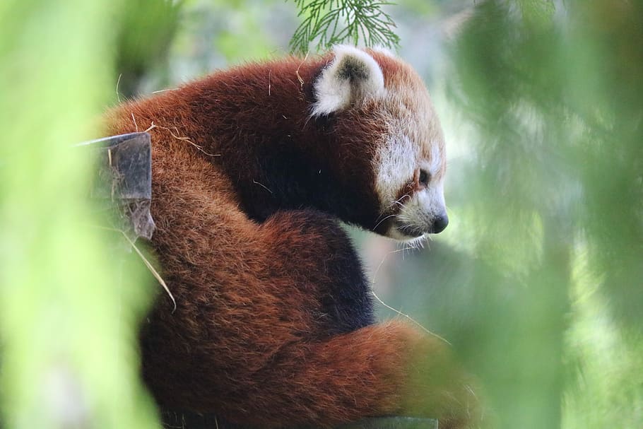 red panda during daytime, red panda, wild, bear, fur, tree, animal HD wallpaper
