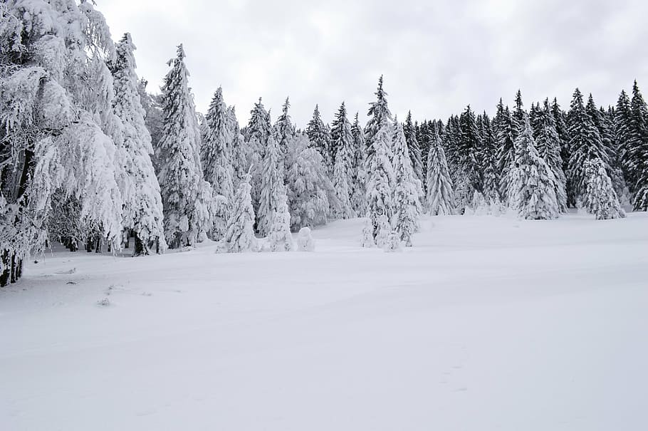 pine trees covered with snow, cold, december, forest, frost HD wallpaper