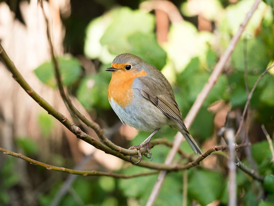 shallow focus photography of bird, gray and orange bird perching on tree branch HD wallpaper
