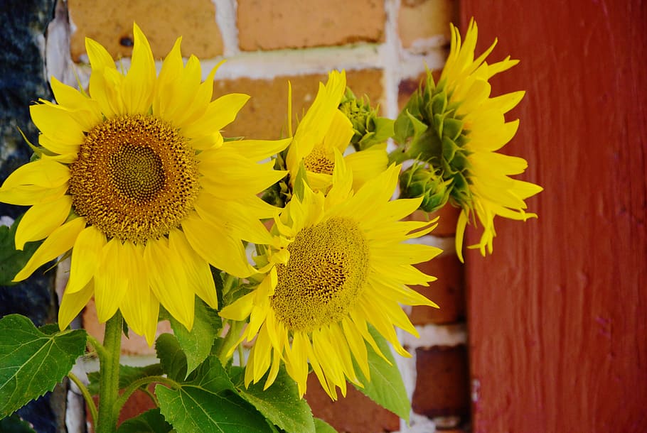 selective focus photo of common sunflower, helianthus annuus, HD wallpaper