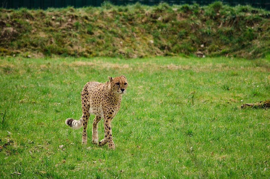 Cheetah, Big Cat, Hunter, Dangerous, stains, wildcat, zoo, tiergarten HD wallpaper