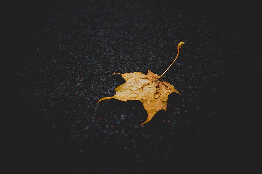 macro shot photography of brown maple leaf during rainy season, brown leaf drop on floor with droplets of water HD wallpaper