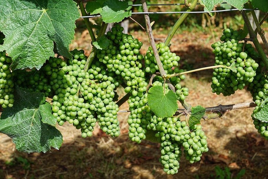 vineyard, grape, green, spring, fragrance, aroma, perfume, active substance HD wallpaper