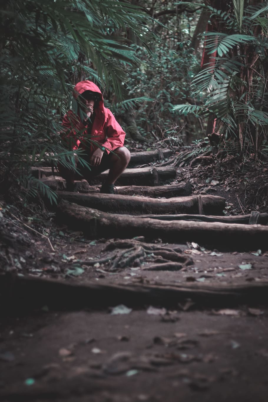 forest, dark, red, green, tree, plant, nature, real people HD wallpaper