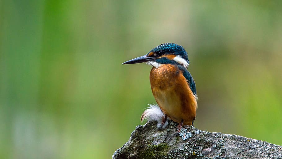 brown and blue long-beaked bird perched on gray rock, kingfisher