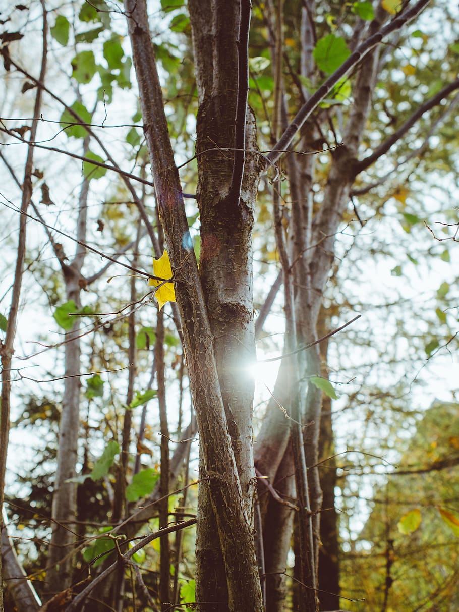 trees, woods, forest, sunlight, nature, environment, branches HD wallpaper