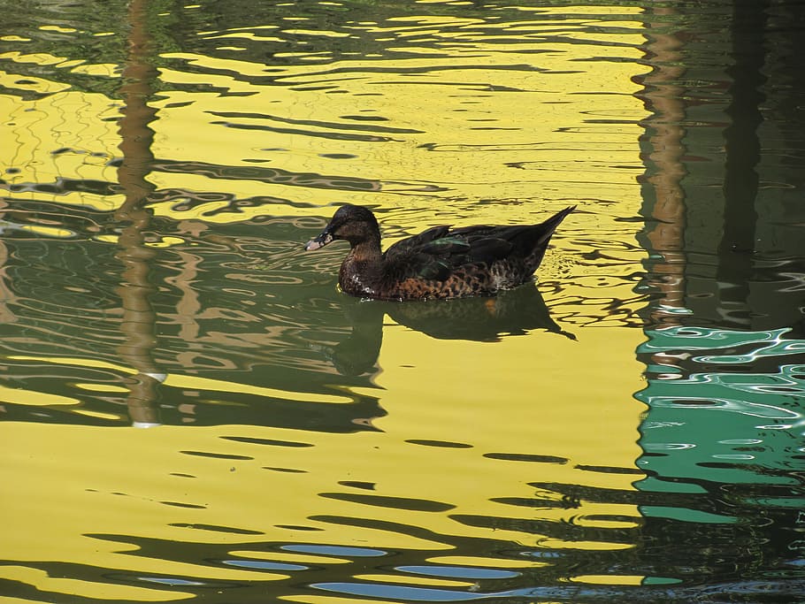 duck, nature, lake, water, animal, animal themes, vertebrate HD wallpaper