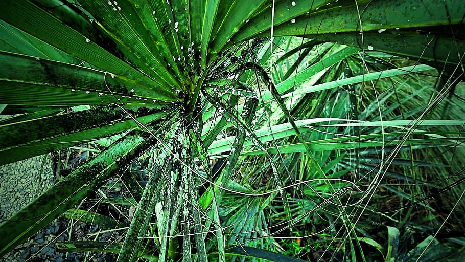 blur, bright, close-up, color, environment, field, focus, frond HD wallpaper