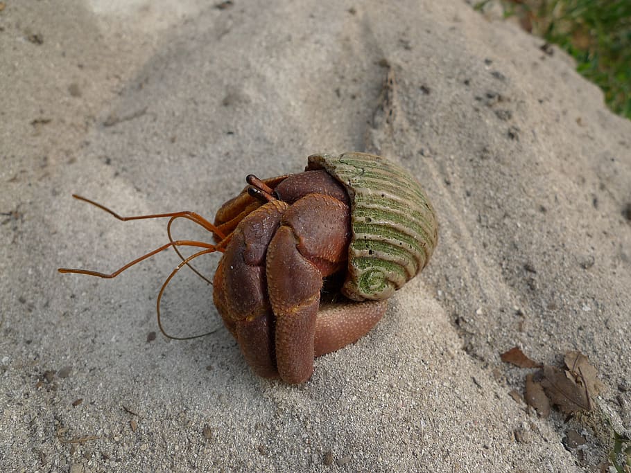 hermit crab, shell, sand, animal wildlife, land, one animal HD wallpaper