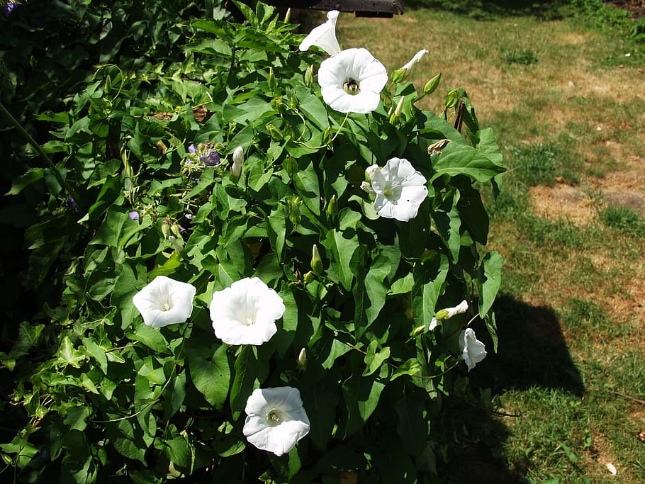 Bindweed, White, Climber, Toxic, bee, nectar, nature, garden HD wallpaper