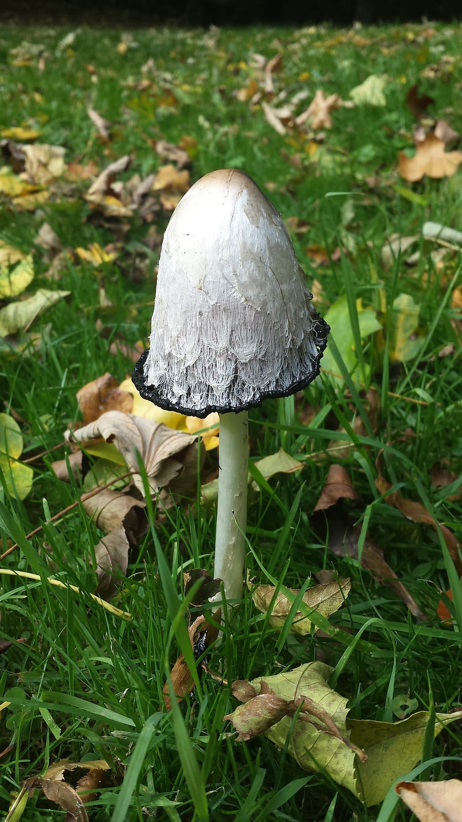 Mushroom, Grass, comatus, growth, fungus, nature, toadstool HD wallpaper
