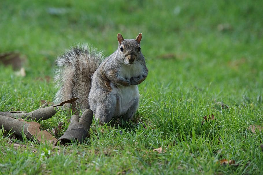 Squirrel, Animals, Cute, Lawn, the lawn, green, look for, animal themes HD wallpaper