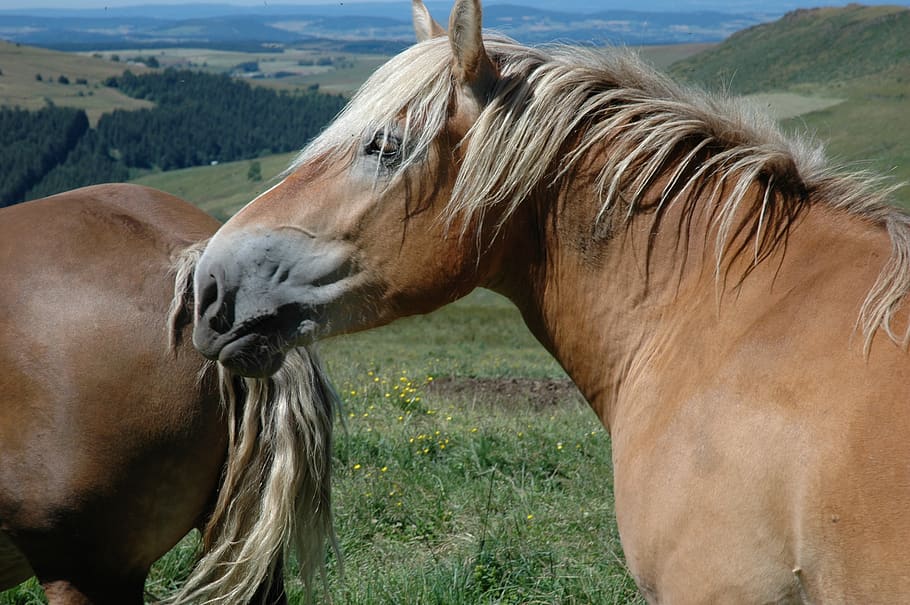 horse, mountain, mare, animal, mammal, animal themes, animal wildlife HD wallpaper