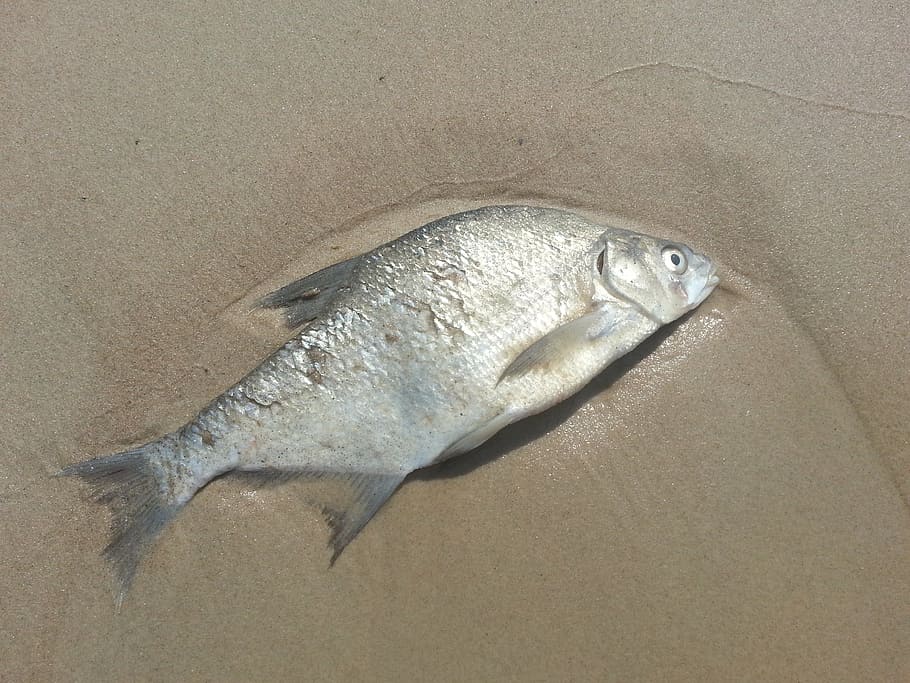 gray raw fish on brown sand, dead, beach, nature, animal, death, HD wallpaper
