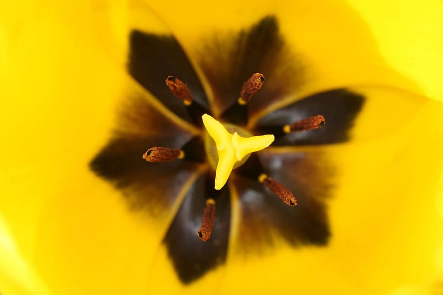 tulip, macro, yellow, close, flower, flowering plant, freshness HD wallpaper