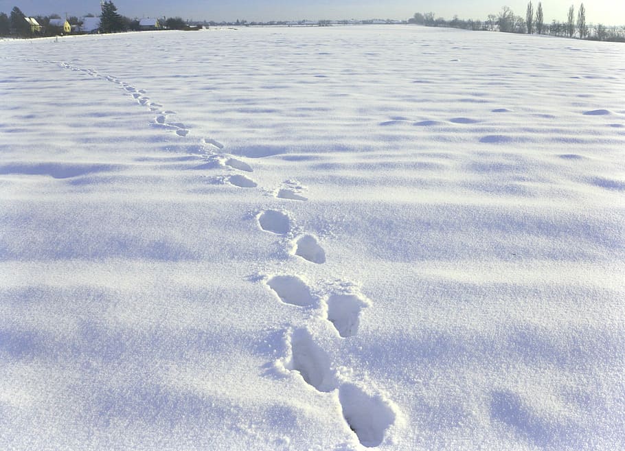 Winter, Snow, Cold, nature, day, no people, cold temperature HD wallpaper