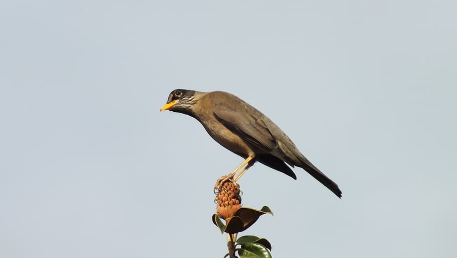fieldfare, chile, tree, bird, animal, wildlife, nature, beak HD wallpaper