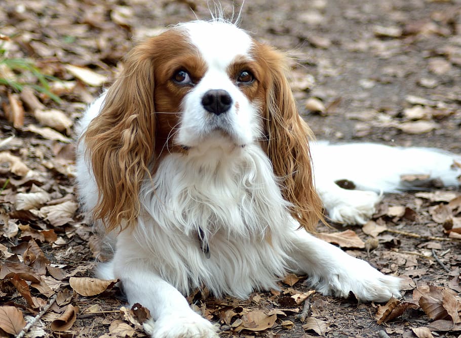 long-coated white and brown dog, small, purebred dog, pets, one animal