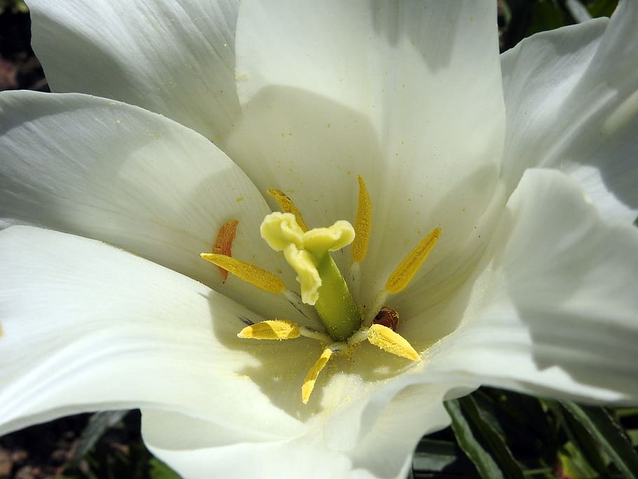 Tulip, Blossom, Bloom, Spring, spring flowers, close, petal HD wallpaper