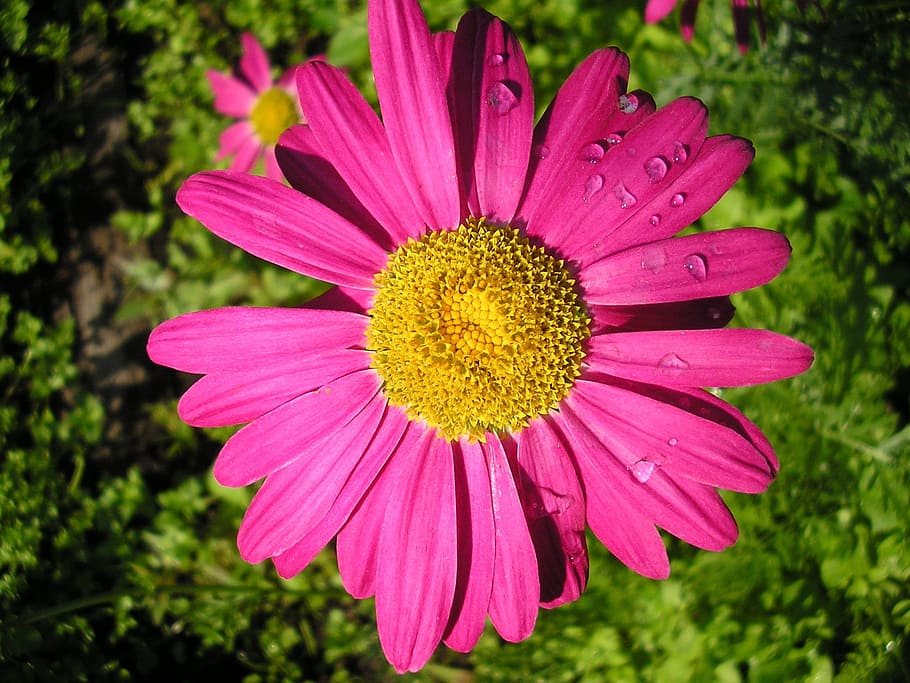 flower, daisy, macro, summer, drops of water, bright, joy, flowering plant HD wallpaper