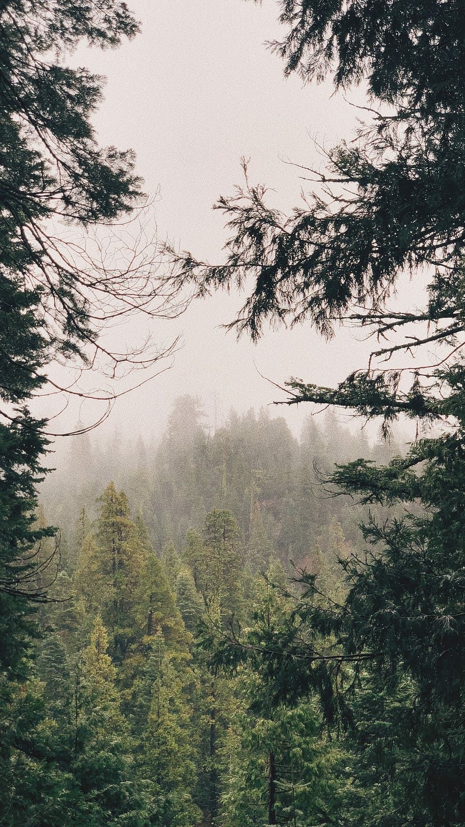 green pine trees with fog, fog over green pine trees, woodland HD wallpaper