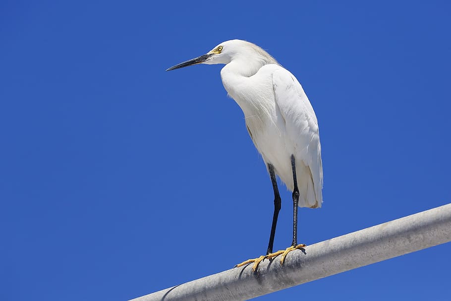 egret, bird, wings, roosting, animal, nature, beak, feathers HD wallpaper