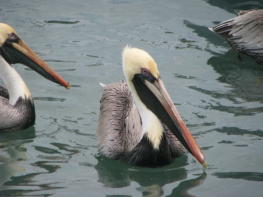 pelicans, wing, wildlife, water, animal themes, animals in the wild HD wallpaper
