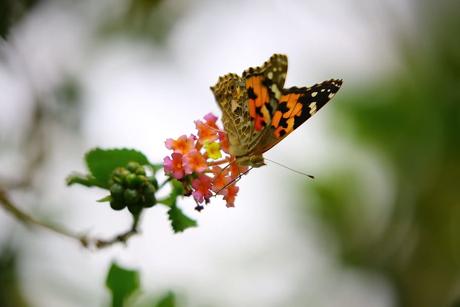 butterfly, tropical, flower, bloom, nature, leaves, insect HD wallpaper