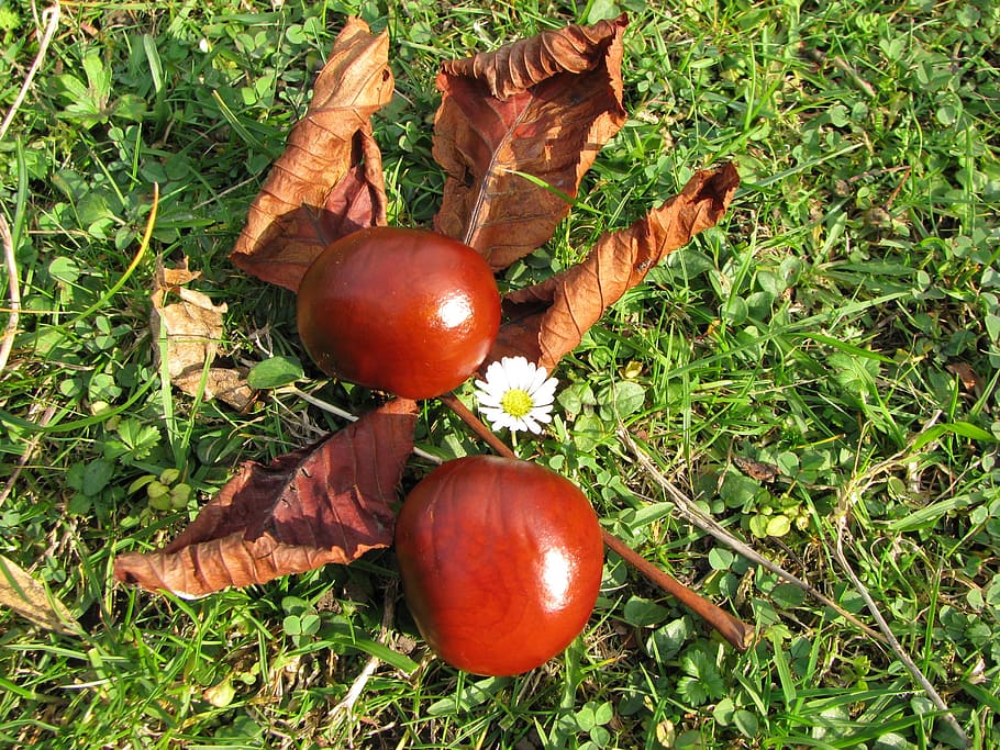 nature, chestnut, autumn, food and drink, healthy eating, freshness HD wallpaper