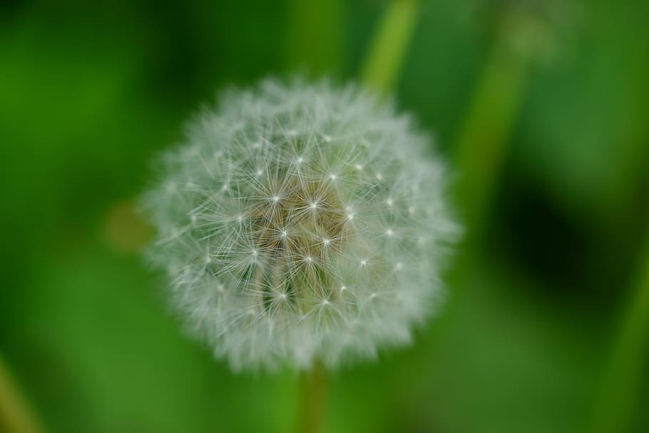 dandelion, background, nature, plant, close-up, freshness, flower HD wallpaper