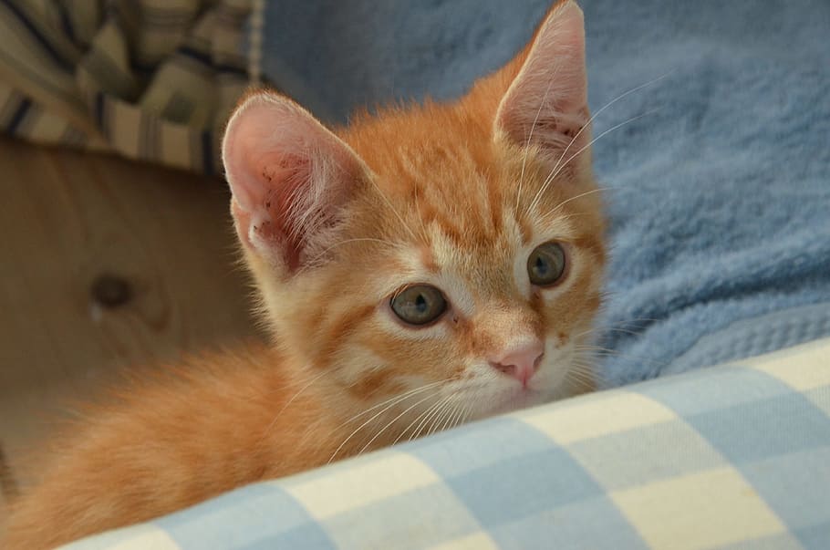 Cat, Kitten, Pet, Care, Attention, young, red, domestic Cat HD wallpaper