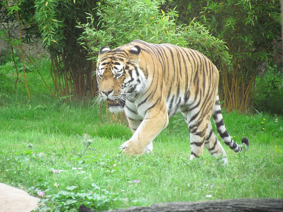 tiger, grass, walking, cat, wild, wildlife, predator, carnivore HD wallpaper