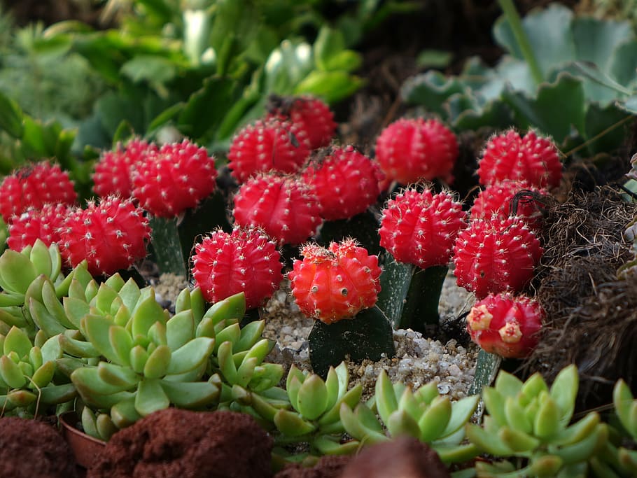 cactus, gymnocalycium mihanovichii, chin cactus, houseplant