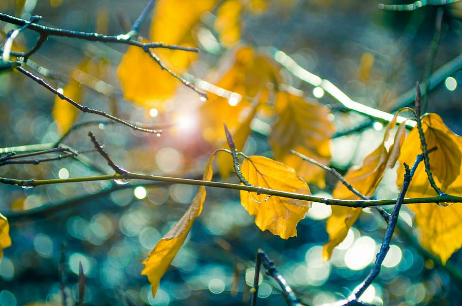 closeup photo of yellow leaves, leaf, sunshine, color, nature HD wallpaper