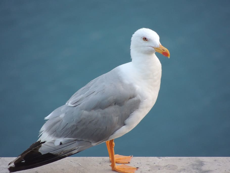 seagull, trieste, italy, animal themes, bird, vertebrate, one animal HD wallpaper