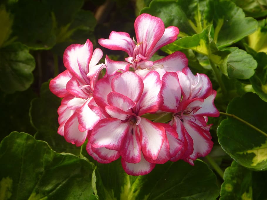 flowers, geranium, pink, white, garden, leaves, floral, blossom HD wallpaper