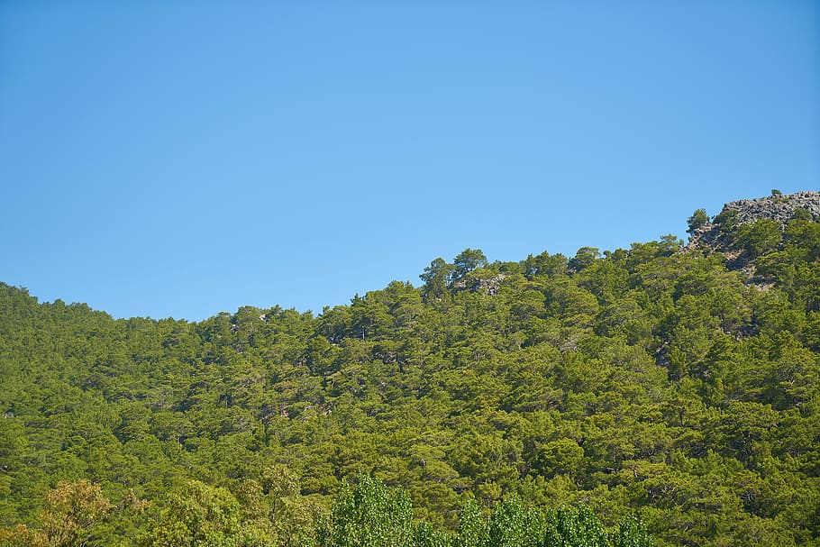 nature, panoramic, tree, sky, blue, forest, oxygen, clean, blue nature HD wallpaper