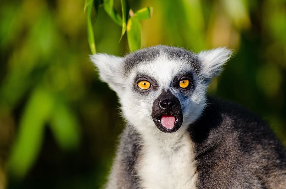 black and white lemur, ring tailed lemur, primate, mammal, fur HD wallpaper