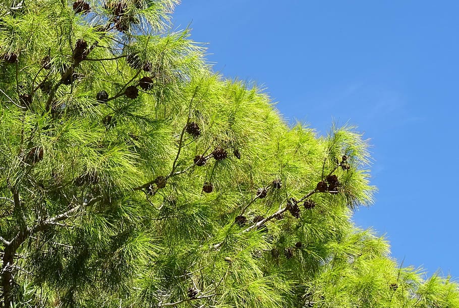 pine, tree, pinus, cones, las vegas, nevada, usa, america, nature HD wallpaper