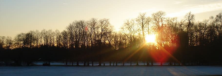 trees, sunset, winter, season, evening, silhouette, sky, plant HD wallpaper
