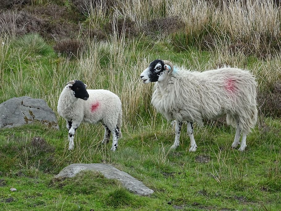 lamb, sheep, ewe, animal, agriculture, livestock, spring, countryside HD wallpaper