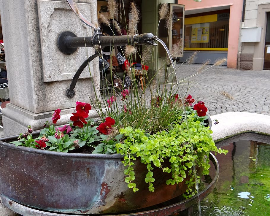 fountain, flowers, red, green, bucket, water jet, gargoyle, HD wallpaper