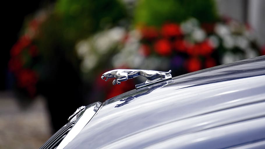 Jaguar Logo, automobile, automotive, car, car hood, emblem, macro, HD wallpaper
