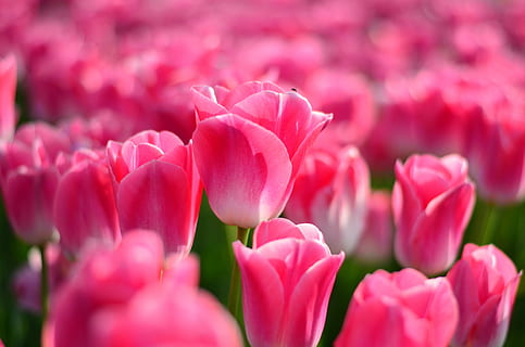 tulips, red, macro, vivid color, nature, close-up, turkey, spring HD wallpaper